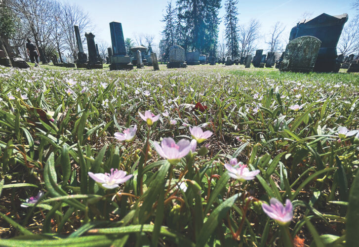 Spring carpet